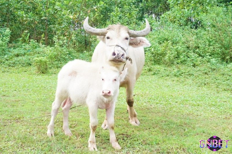 Giải mã giấc mơ thấy trâu trắng cho thấy bạn đang có quý nhân phù trợ hoặc chuẩn bị nhận được tin vui