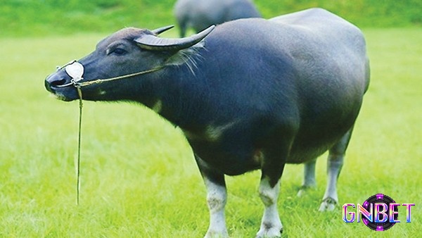 Mơ thấy con trâu chứa đựng nhiều con số đề may mắn