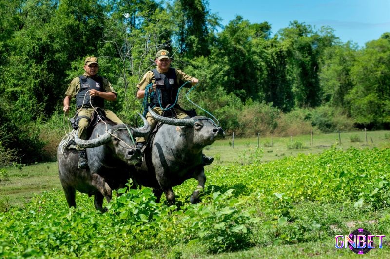Mơ thấy cưỡi trâu báo hiệu sự kiểm soát và làm chủ tốt trong công việc