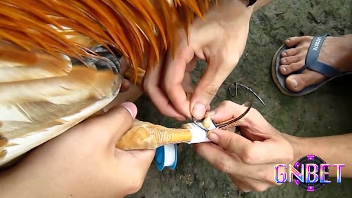Cách băng cựa gà truyền thống đã được áp dụng từ hàng trăm năm trước và ngày nay đã được cải tiến với nhiều phương pháp hiện đại hơn