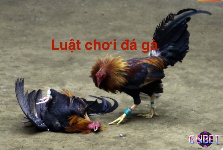 Luật chơi đá gà mà anh em cần nắm rõ để đưa ra các chiến thuật hợp lý nhất