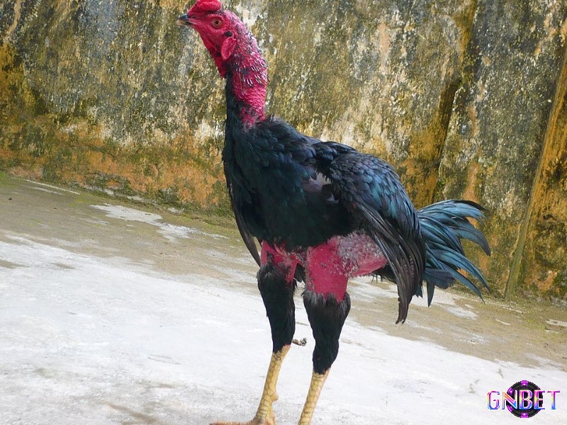 Gà chọi ngoài nhiều ưu điểm thì cũng có nhược điểm là anh em phải tốn nhiều thời gian để huấn luyện