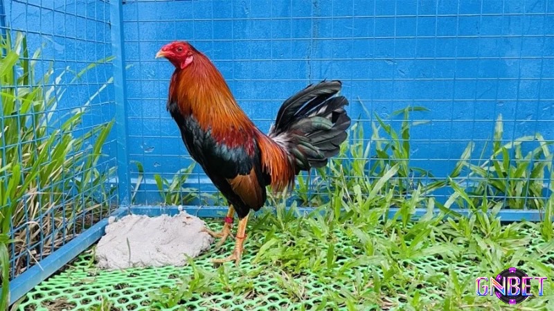 Gà lai có nhiều đặc tính tốt như sức mạnh và sự nhanh nhẹn 