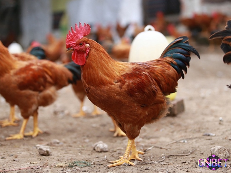 Gà ri nổi bật với khả năng nhạy bén và né đòn tốt, dễ nuôi