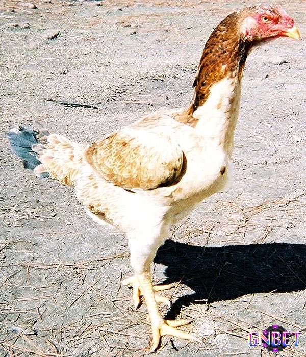 Gà malay thì ít linh hoạt trong các đòn tấn công nhanh từ đối thủ
