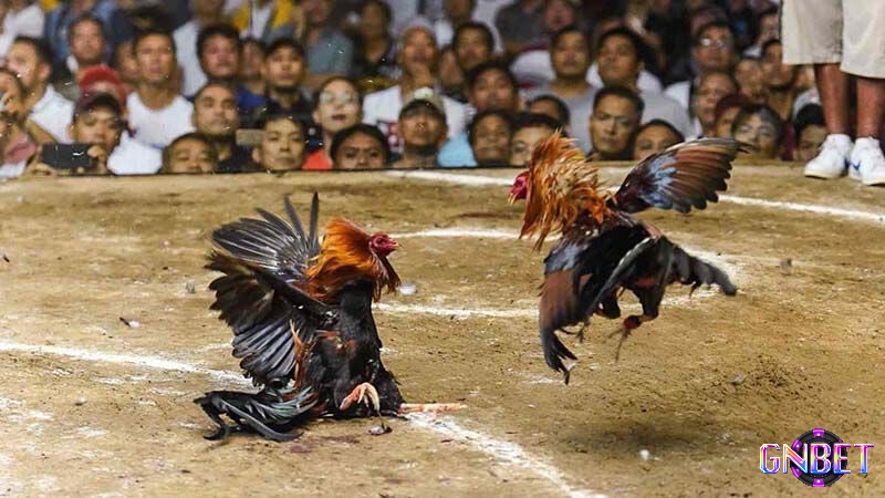 Cùng Gnbet tìm hiểu về đá gà là gì nhé