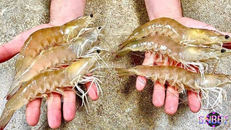 Chiêm bao tôm chết chứng tỏ gia đình mâu thuẫn 
