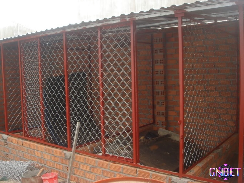 Xây chuồng vào mùa khô và tự thi công giúp giảm chi phí phát sinh không cần thiết