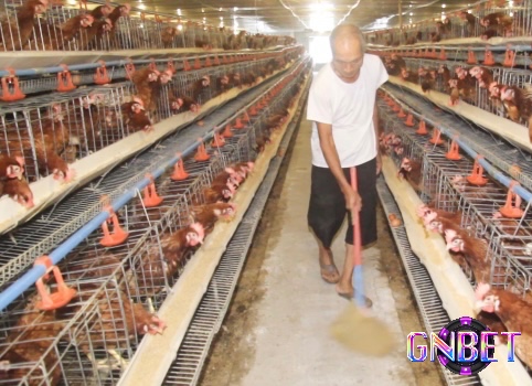 Vệ sinh định kỳ giúp giữ chuồng sạch sẽ, giảm mùi hôi và ngăn ngừa bệnh cho gà
