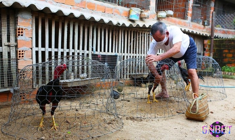 Kiểm tra chuồng thường xuyên giúp phát hiện và khắc phục kịp thời các hư hỏng nhỏ