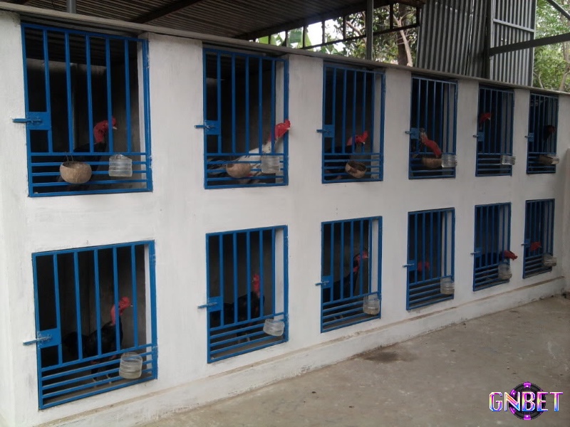 Chuồng gà chọi không chỉ là nơi trú ngụ mà còn là yếu tố quyết định giúp gà phát triển khỏe mạnh và tăng cường sức chiến đấu