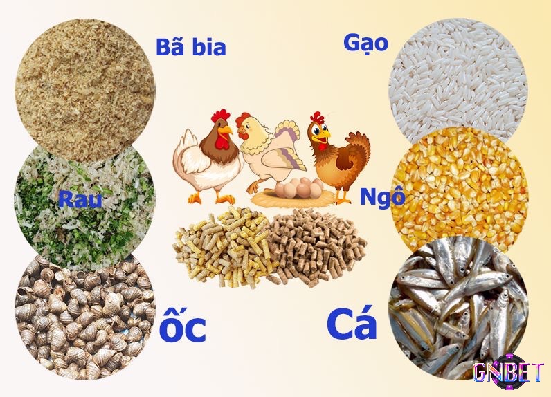 Ngoài việc sử dụng thuốc ra thì anh em cần kết hợp chế độ ăn dinh dưỡng đầy đủ chất cho gà của mình