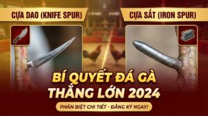 Phân biệt cựa dao cựa sắt chi tiết - Bí quyết đá gà thắng lớn