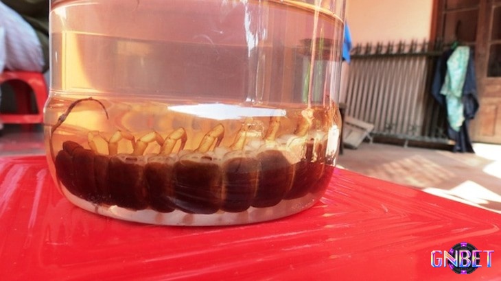 Giấc mơ thấy rết ngâm rượu thể hiện cho những mối nguy xung quanh bạn đang dần bị khống chế