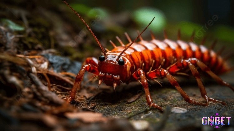 Giải mã giấc mơ thấy con rết mang đến cho bạn nhiều con số may mắn khác nhau