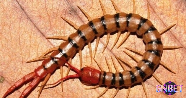 Giải mã giấc mơ thấy con rết chi tiết cùng điềm báo và các con số liên quan