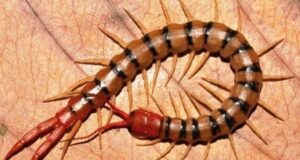 Giải mã giấc mơ thấy con rết là điềm gì? Đánh số mấy trúng?