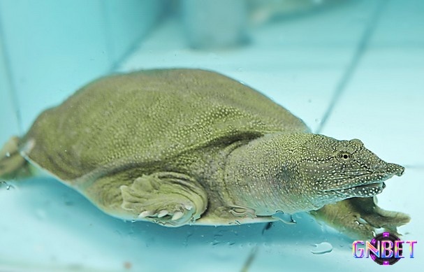 Giải mã mơ thấy ba ba đánh lô đề số mấy mang lại vận may tài lộc?