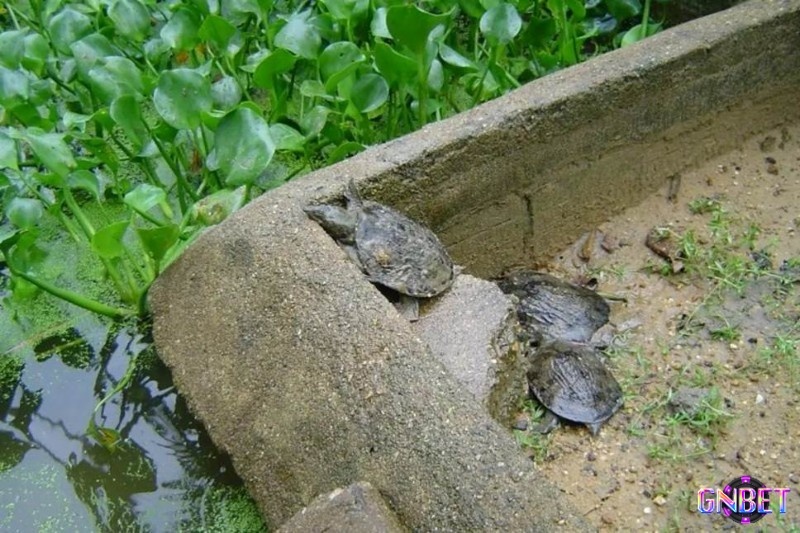 Giải mã điềm báo mơ thấy ba ba để có được thông điệp từ tiềm thức